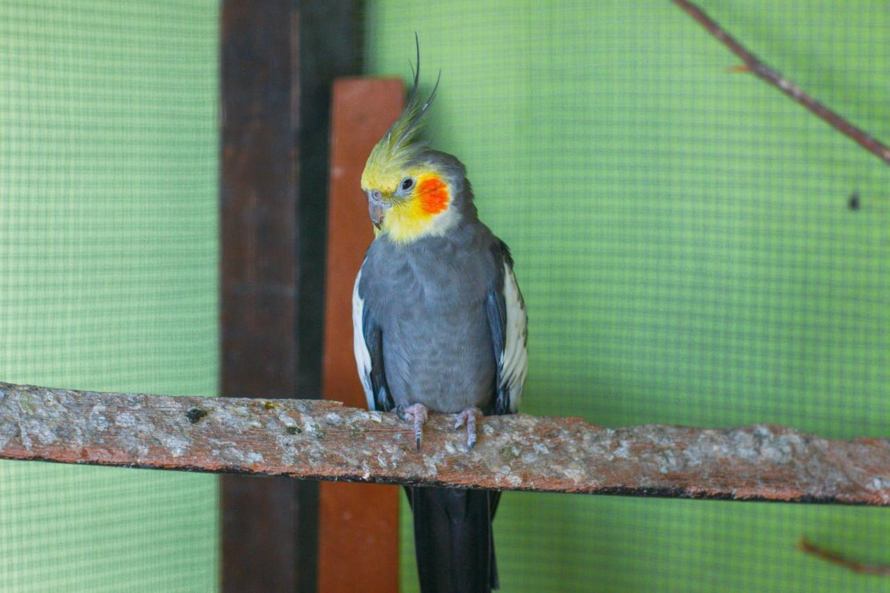 Pousada Campo Alegre อิตาชายยา ภายนอก รูปภาพ